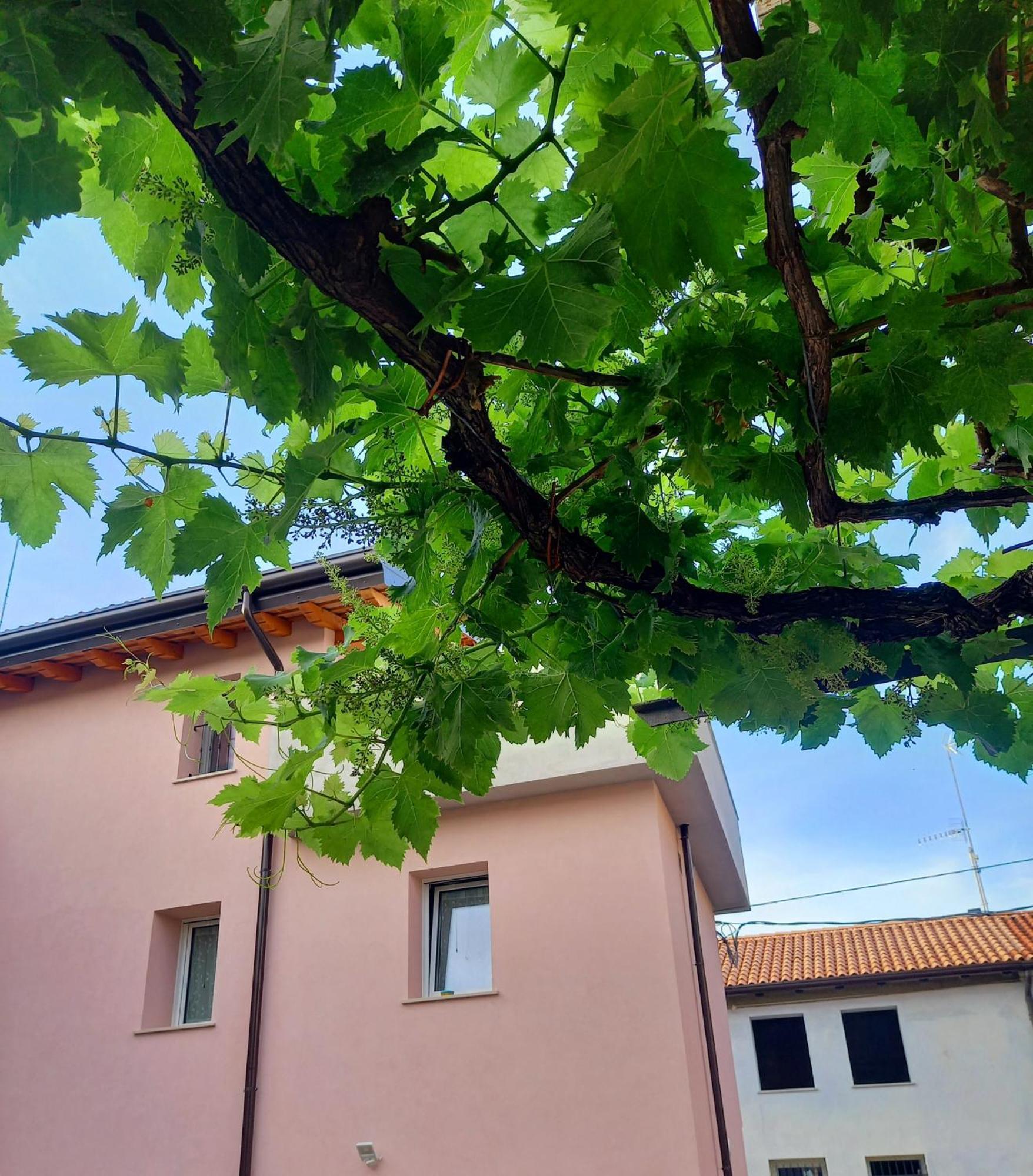B&B La Dolce Vite Medea Bagian luar foto